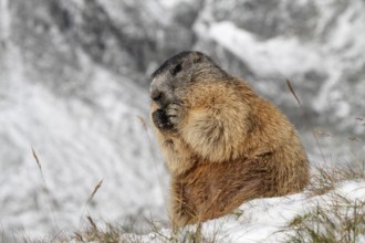 One adult Alpine Marmot, Marmota marmota, resting on a rock feeding on something. A snowy mountain