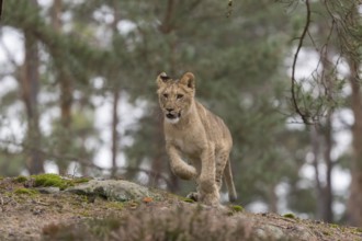 One female young lion (Panthera leo) running at a forest edge. Green vegetation in the background