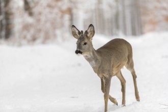 One young male Roe Deer, Roe buck (Capreolus capreolus), walking through a forest in deep snow.