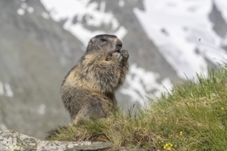 One adult Alpine Marmot, Marmota marmota, sitting on a rock, feeding on a carrot. Mountains in the