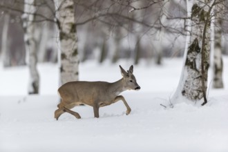 One young male Roe Deer, Roe buck (Capreolus capreolus), walking through deep snow. Trees in the