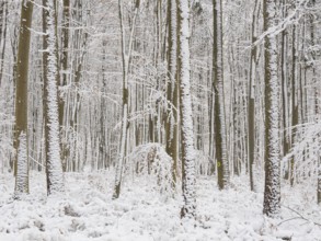Beech woodland (Fagus sylvatica), trees and undergrowth covered in hoarfrost and snow in winter,