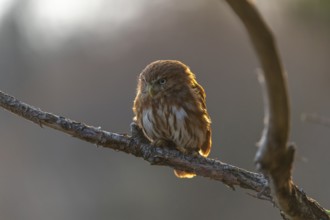 One East Brazilian pygmy owl (Glaucidium minutissimum), also known as least pygmy-owl or Sick's