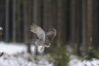 Northern goshawk, Accipiter gentilis, flying through a forest in winter and lands on a dead branch