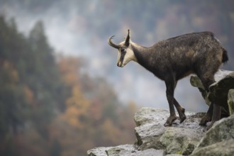 One chamois standing on rocks, autumnal colors of a forest in the distant background