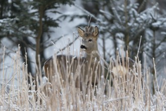 Roe deer between fir trees with hoar frost on the ground at minus 15 °C