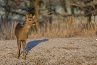Roe deer on hoar frosted meadow at minus 15 °C at sunrise. Trees and dead stinging nettle in