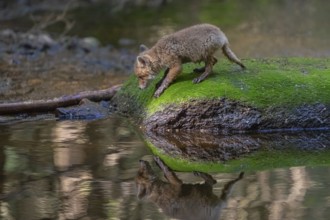 One young red fox, Vulpes vulpes, walking over a mossy rock in a shallow forest creek in late light