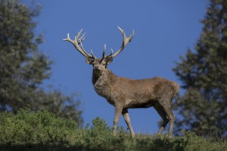 Red Deer stag at the rutting season. Sky in background