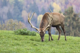 Red Deer buck at the end of the rutting season