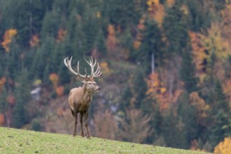One red deer stag (Cervus elaphus) standing on a meadow on hilly ground. A forest in fall foliage