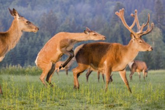 An Altai maral hind, Altai wapiti or Altai elk (Cervus canadensis sibiricus) rides up on a stag and