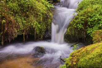 Little creek in the Bavarian Forest Nationalpark. Flowing water, little cascades, mossy stones and