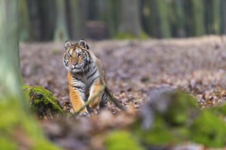 One young female Siberian Tiger, Panthera tigris altaica, running thru a forest