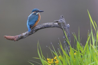 Common kingfisher (Alcedo atthis) Indicator for clean watercourses, juvenile bird, habitat, flying