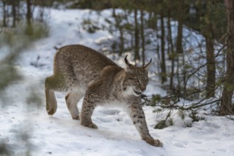 One young male Eurasian lynx, (Lynx lynx), walking over a snow covered forest ground in early