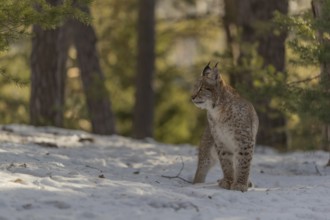 One young male Eurasian lynx, (Lynx lynx), walking over a snow covered forest ground in early