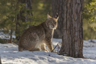 One young male Eurasian lynx, (Lynx lynx), sitting on a snow covered forest ground in early morning