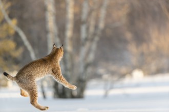 One young male Eurasian lynx, (Lynx lynx), running over a snow covered meadow with a forest in the