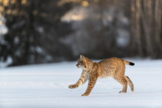 One young male Eurasian lynx, (Lynx lynx), running over a snow covered meadow with a forest in the