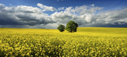 Solitary oaks in a flowering rape field, approaching thunderstorm, Saxony-Anhalt, Germany, Europe