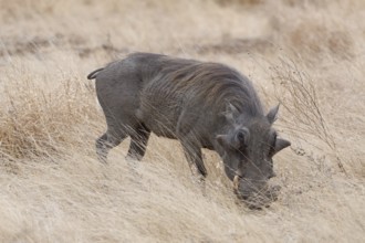 Southern warthog (Phacochoerus africanus sundevallii), adult male foraging in tall dry grass,