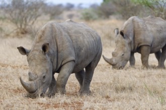 Southern white rhinoceros (Ceratotherium simum simum) with birds, two adult males feeding on dry