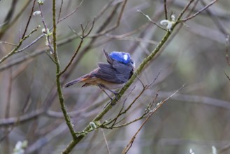 Bluethroat (Luscinia svecica cyanecula), adult male, preening itself in its breeding territory,