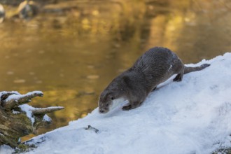 One Eurasian otter (Lutra lutra), resting on a snow covered fallen tree lying in a frozen river
