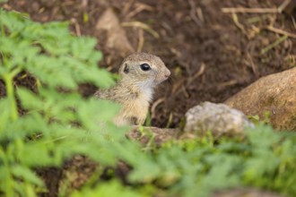 A young European ground squirrel (Spermophilus citellus) or European souslik stands tall on rocky