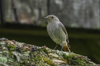 Black redstart (Phoenicurus ochruros gibraltariensis) female, first calendar year male perched on