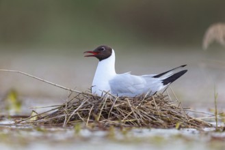 Black-headed gull (Larus ridibundus), breeding at the nest, Hides de El Taray / Floating Hid,