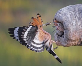 Hoopoe (Upupa epops) Bird of the Year 2022, male with beetle larva as food for the young birds,