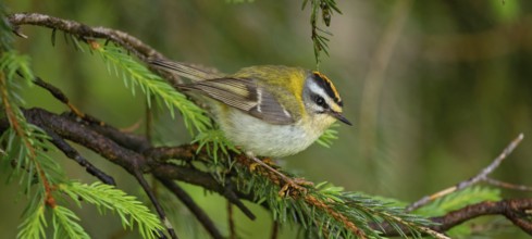 Goldcrest, Regulus ignicapillus, Luce, Mountain area, Luce, Styria, Slovenia, Europe