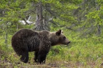 European brown bear, Karelia, Finland, Europe