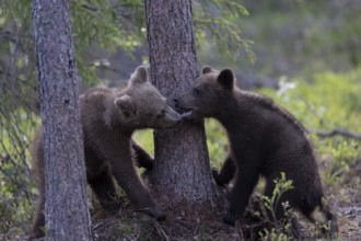 European brown bear, Karelia, Finland, Europe