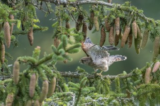 Common kestrel (Falco tinnunculus), young bird not yet able to fly sitting on a branch,