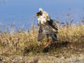 Ruff (Calidris pugnax) male in breeding plumage displaying at lek, Pokka, Finnish Lapland