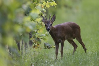 Roebuck in summer, leaf time, Wittlich, Rhineland-Palatinate, Germany, Europe