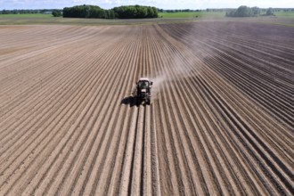 Tractor dragging a plume of dust behind it while working a potato field, Münchenberge, 20/05/2020