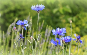 Cornflowers (Centaurea cyanus), North Rhine-Westphalia, Germany, Europe