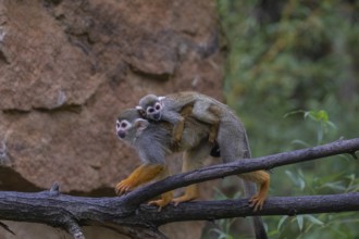 One female Central American squirrel monkey, Saimiri oerstedii, carrying her baby. Balancing over a