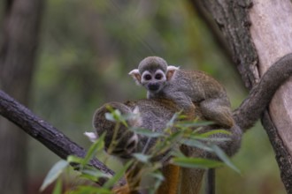One female Central American squirrel monkey, Saimiri oerstedii, carrying her baby. Green vegetation