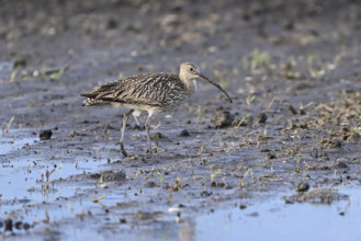 Eurasian curlew (Numenius arquata), foraging in a field, Lake Neusiedl National Park, Seewinkel,