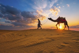Indian cameleer camel driver bedouin with camel silhouettes in sand dunes of Thar desert on sunset.