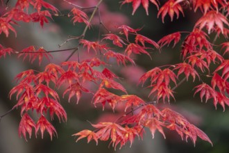 Japanese fan maple (Acer palmatum Trompenburg), autumn colours, Emsland, Lower Saxony, Germany,