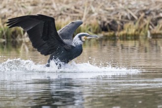 Great cormorant (Phalacrocorax carbo) in its plumage, landing in the water, Hesse, Germany, Europe