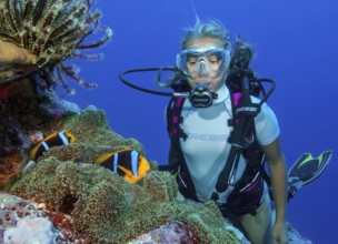 Diver looking at a pair of orange-fin clownfish (Amphiprion chrysopterus) at close range
