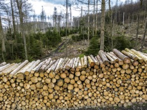 Felled, stacked spruce trunks, forest dieback in the Arnsberg Forest nature park Park, over 70 per