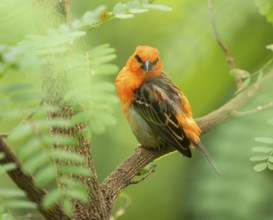 Red fody (Foudia madagascariensis), male, sitting on a branch, occurring in Madagascar, captive